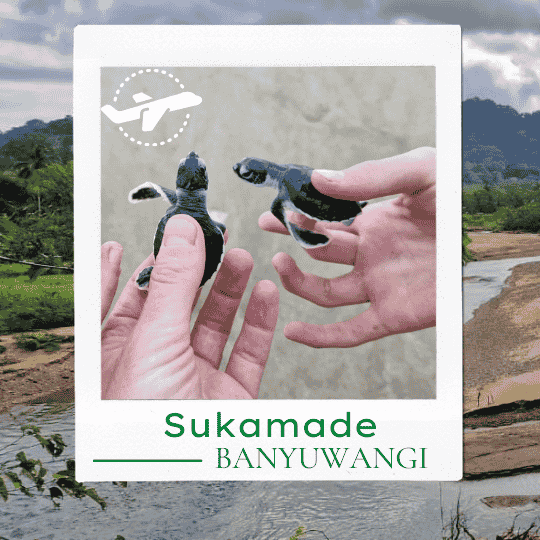 Sukamade Wisata Penangkaran Penyu di Banyuwangi yang Wajib Dikunjungi