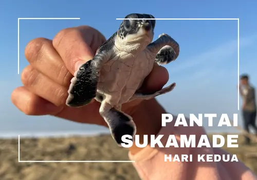 paket wisata sukamade 2h1m – wisata adventure banyuwangi lepas anak penyu