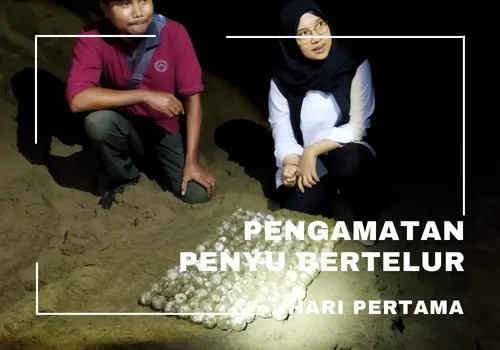 paket wisata sukamade 2h1m – wisata adventure banyuwangi penyu bertelur