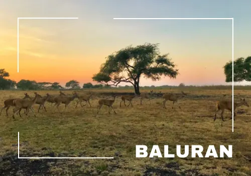 trip banyuwangi 1 hari – baluran