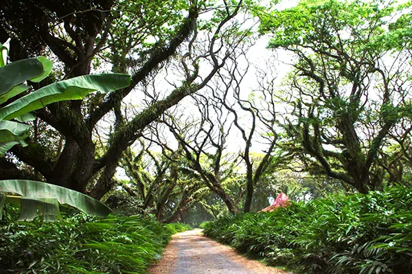 stasiun terdekat dari djawatan banyuwangi